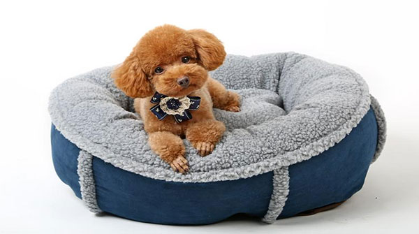 激光切割寵物用品，讓您的愛(ài)寵與眾不同